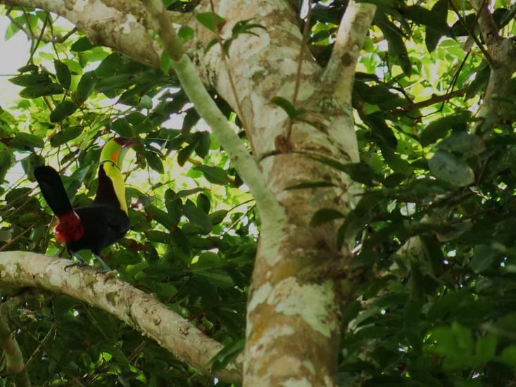 Toucan à carène et ses plumes rouges aux fesses