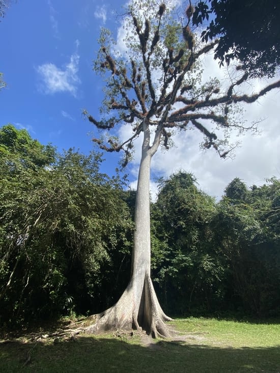 Un bel arbre