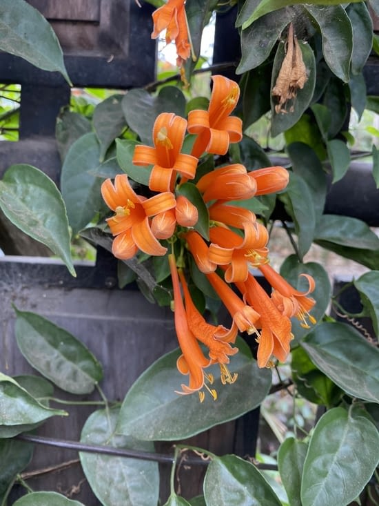 Fleurs orange