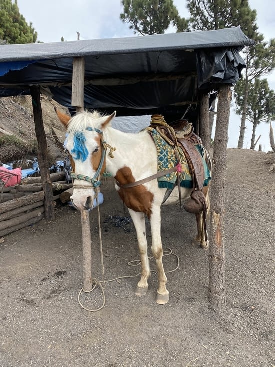 Le brave destrier repart en sens inverse pour profiter de son repos bien mérité au pré