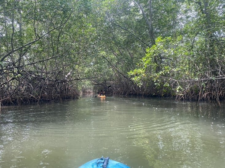 Se perdre dans la mangrove
