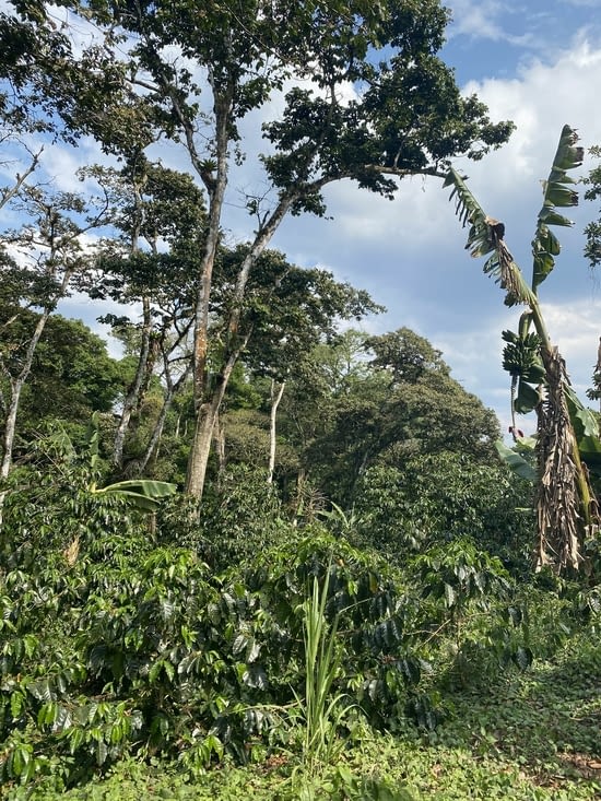 Jusqu’à devenir une jungle luxuriante dans les hauteurs