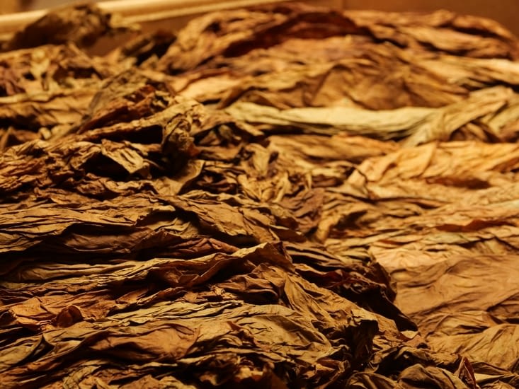 Les feuilles de tabac qui sèchent