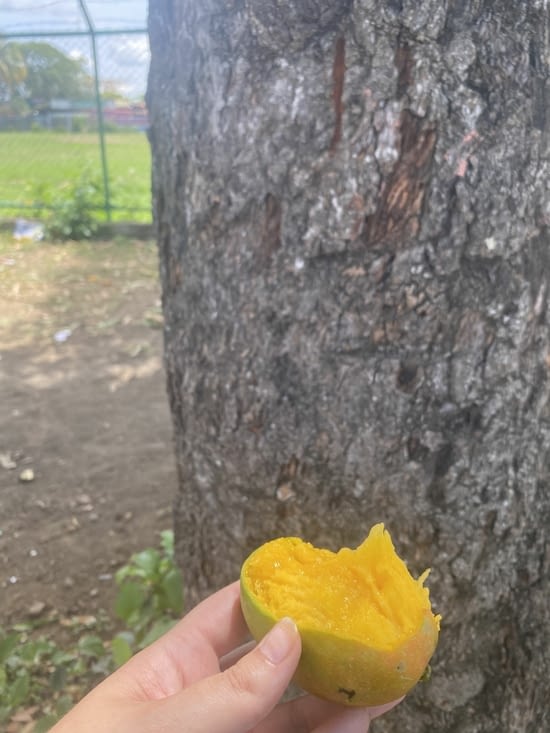 Petite mangue trouvée au pied d’un arbre