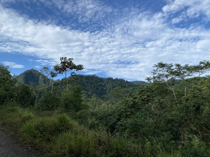 La jungle de bon matin