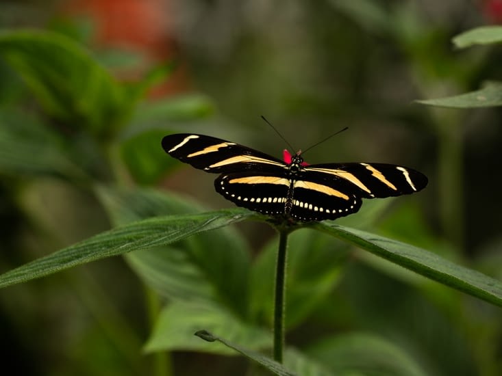 Papillon zébré