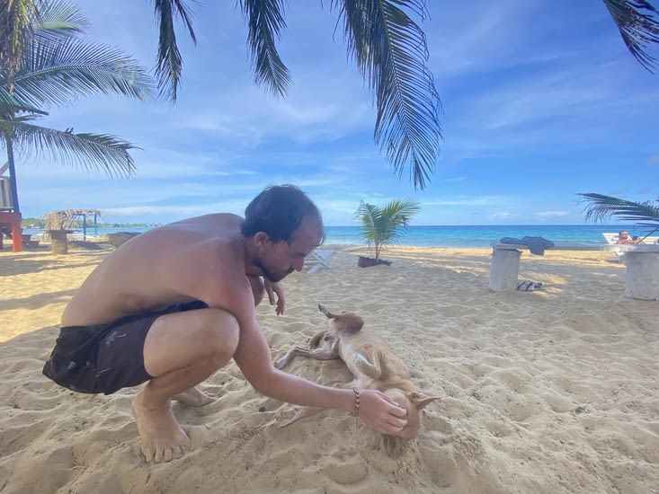 Toujours des caresses aux chiens du coin