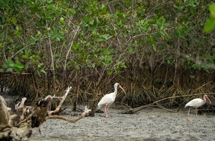 D’autres ibis que la veille