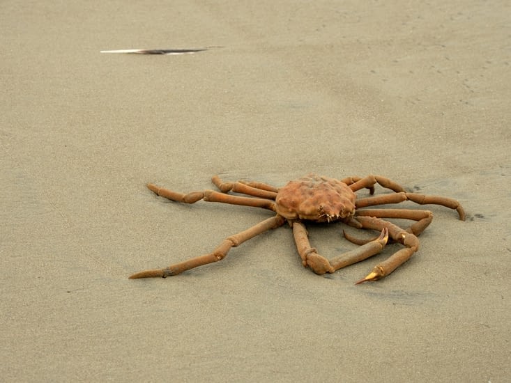 Gros crabe