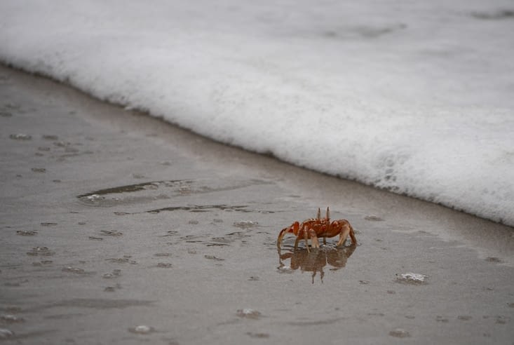 Crabe au bord de l’eau