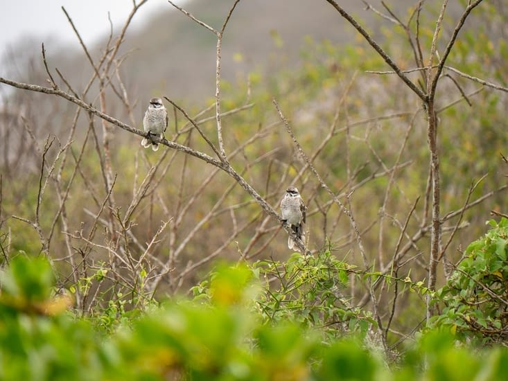 Oiseaux non identifiés