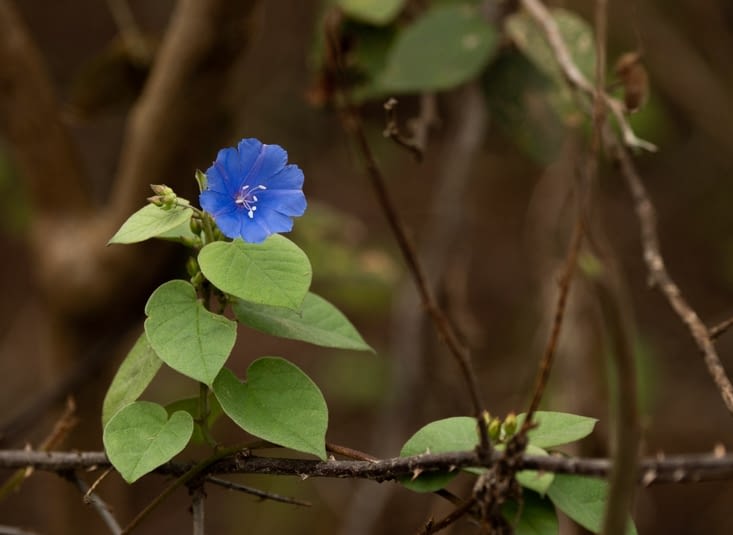 Petite fleur bleue