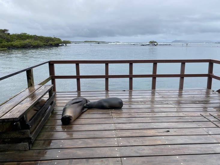 Concha de Perla de bon matin