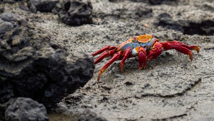 Crabe multicolore