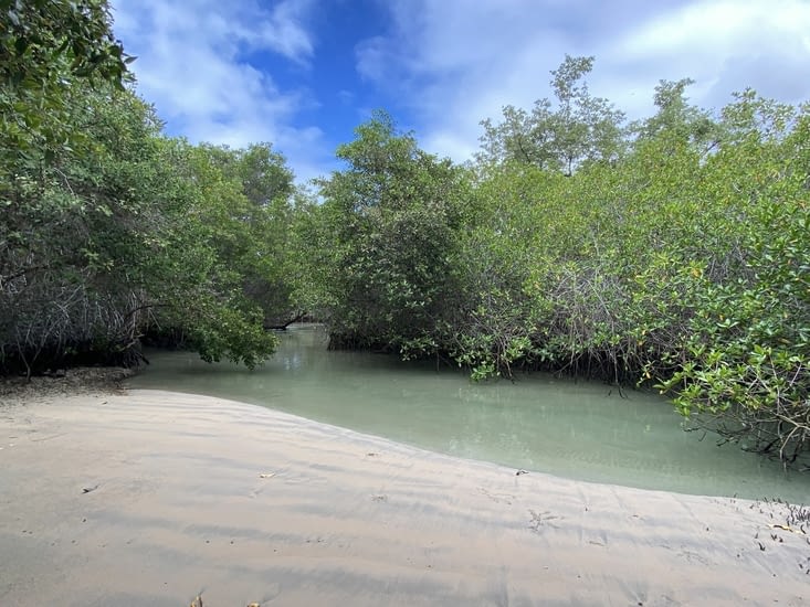 L’eau filtrée par la mangrove est d’un bleu très clair