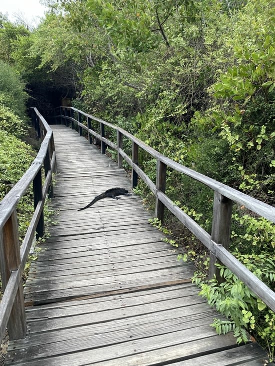 L’iguane se repose et se fiche totalement du passage des touristes