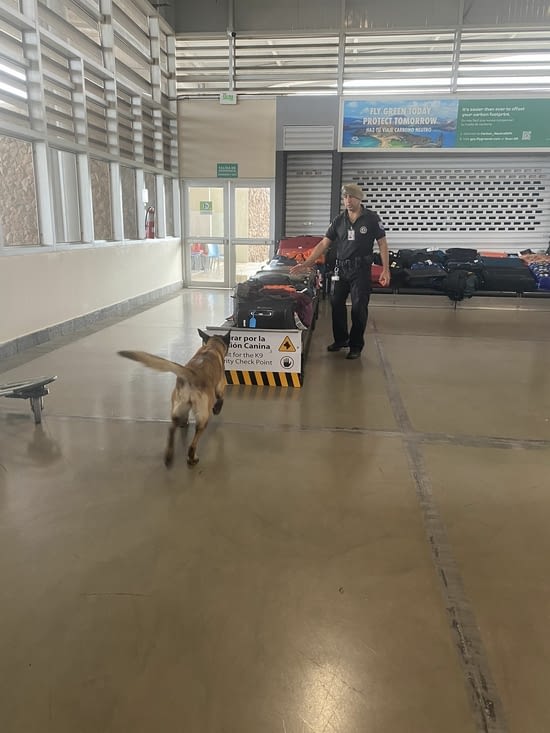L’inspection des bagages par un chien expert