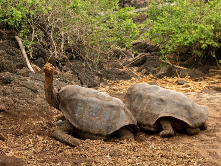 La forme des carapaces des tortues a évolué selon leur nourriture.