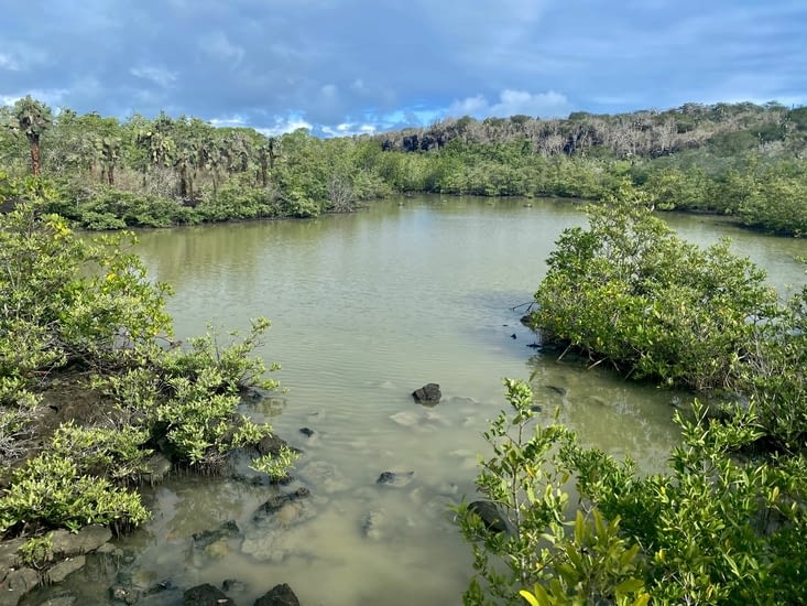 La mangrove abritant les crabes violonistes
