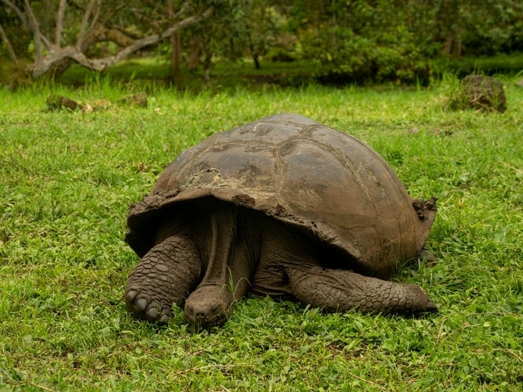 La tortue n’ayant quasi pas de lignes sur ces écailles, elle est très âgée