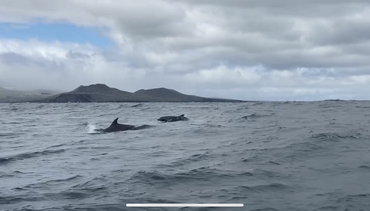 Les dauphins à l’arrivée