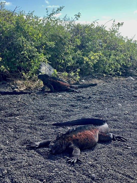 Toujours là pour nous dire au revoir