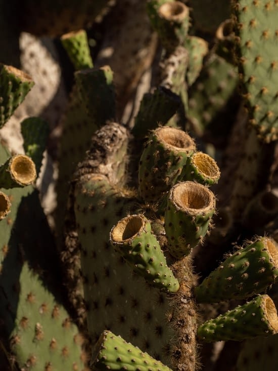Cactus sur le chemin