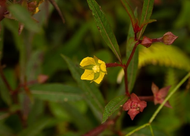 La flore nous offre quelques belles surprises