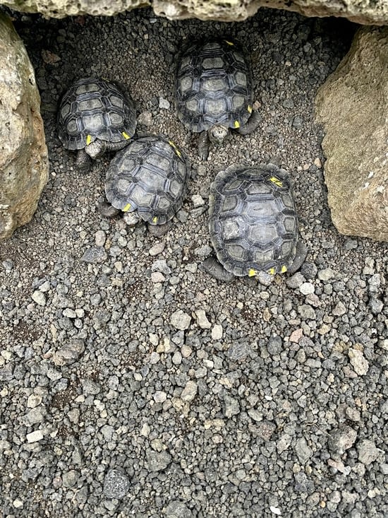 Les bébés tortues à la nurserie