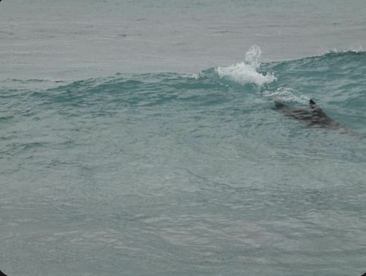 Une photo d’otarie en train de surfer à l’intérieur de la vague