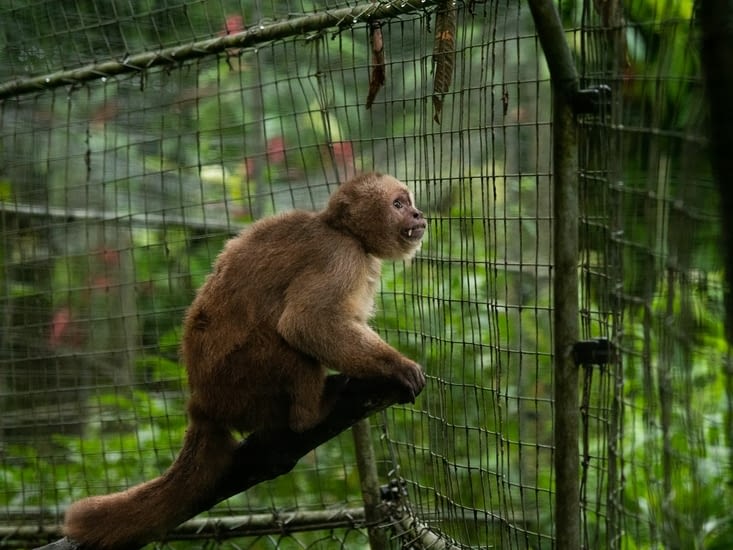 L’un des singes ”fous” du refuge