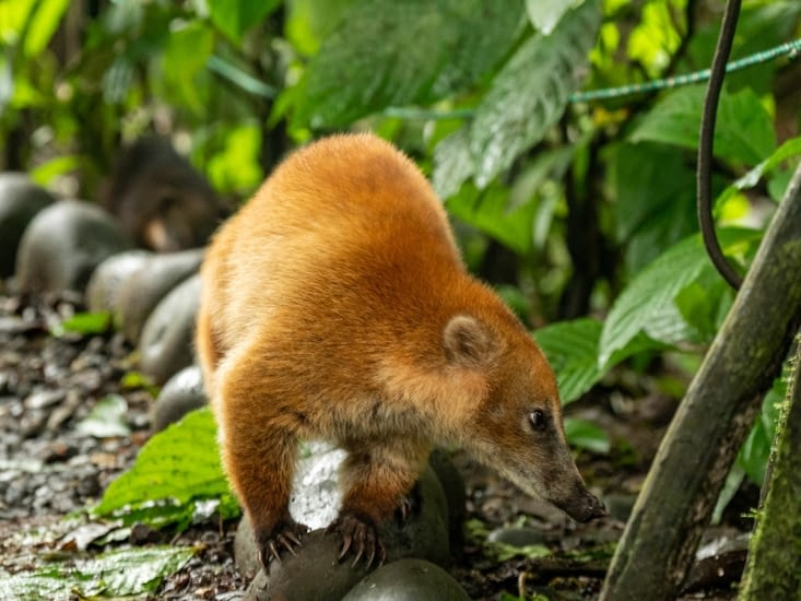 Un beau coati roux