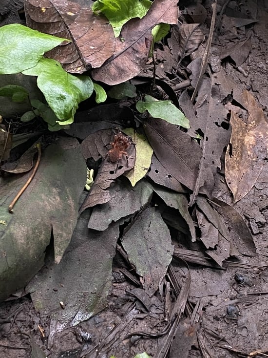 Encore une belle araignée