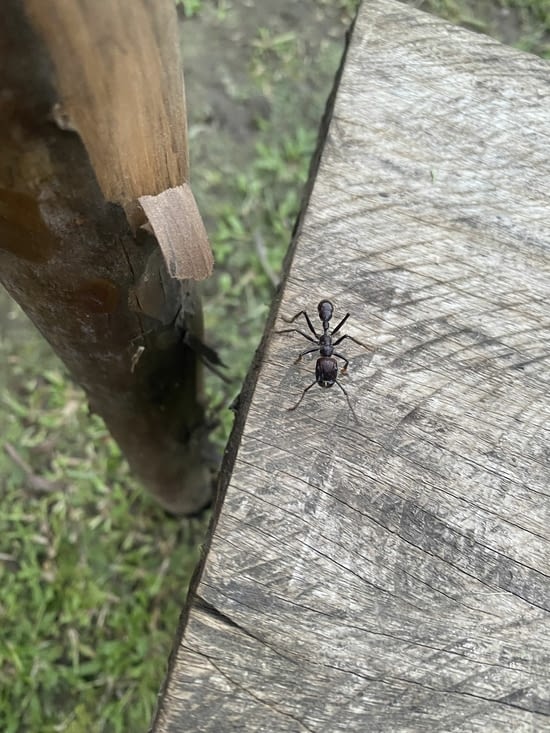 Fourmi « balle de fusil »