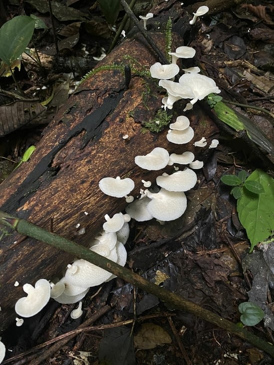 Magnifiques champignons blancs