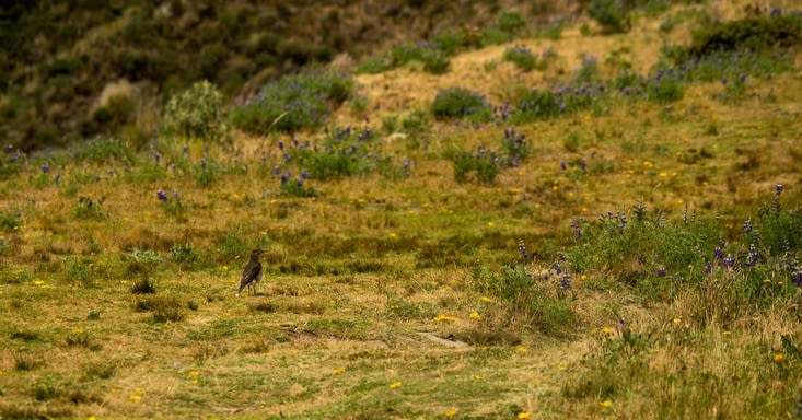 Ainsi que ses habitants