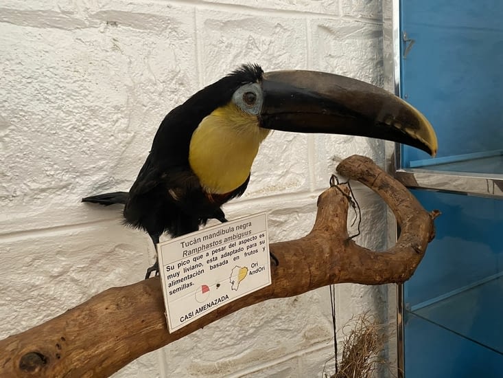 Ainsi que des actuels empaillés