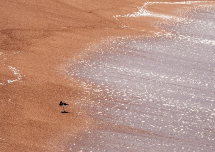Des oiseaux se détachent sur le sable rouge