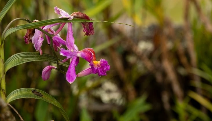 De belles orchidées s’épanouissent dans l’enceinte