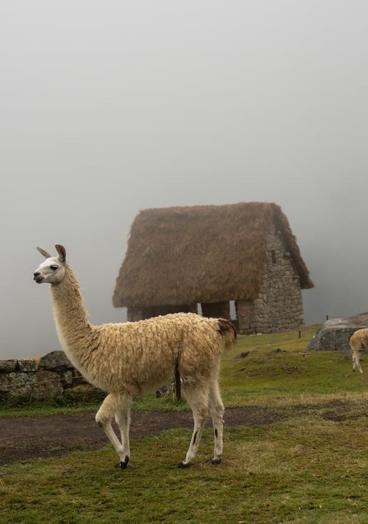 Des lamas au Machu Picchu : magnifiquement cliché mais au moins ils sont en totale liberté