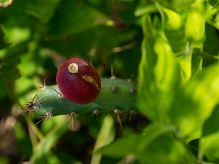 Le fruit d'un cactus