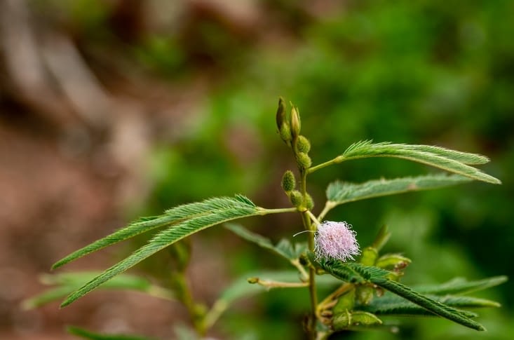 Ainsi que de jolie fleur