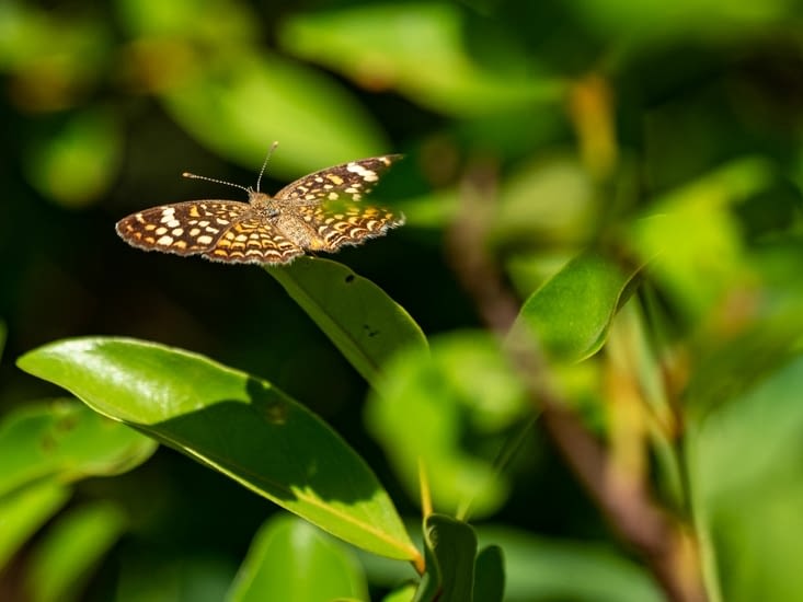 Et de beaux papillons