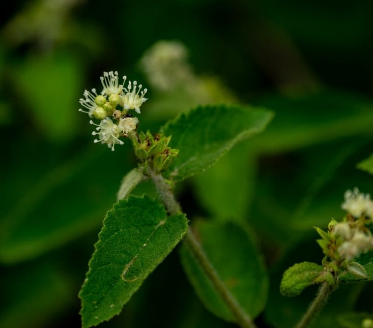 Une drôle de fleur blanche