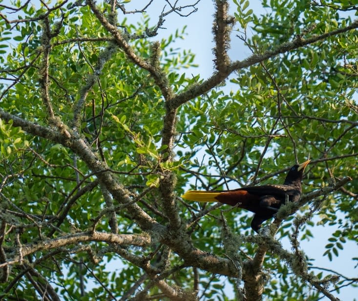 Un bel oiseau que nous n'avons jamais vu