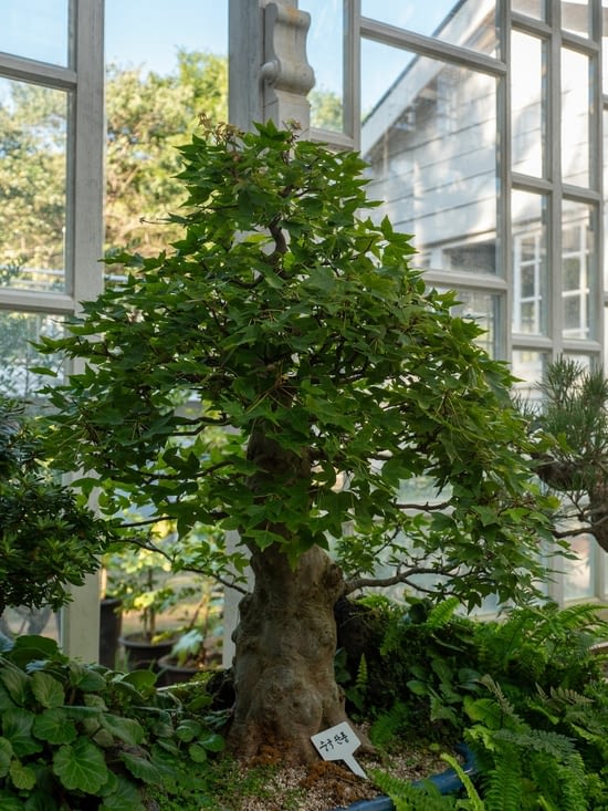 Magnifique bonzai dans la serre (on imagine sa taille dans la nature)