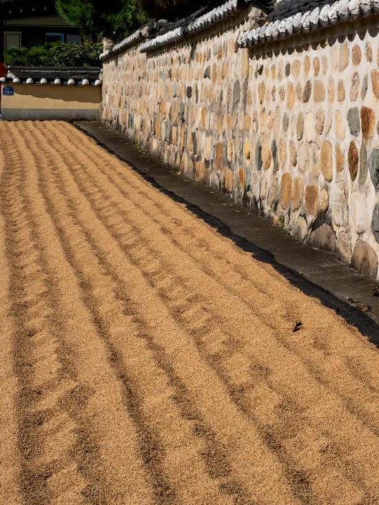 Des céréales en train de sécher au soleil