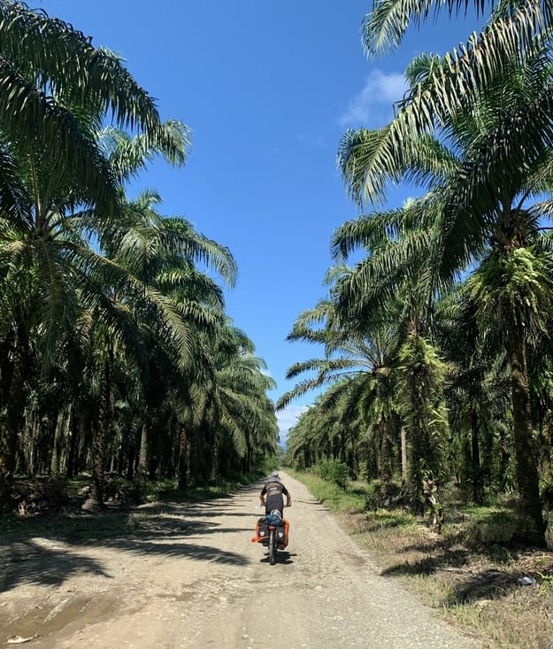 Au milieu des palmiers (cultivés pour en extraire l’huile)