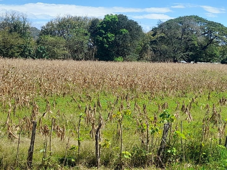 Parcelle de maïs à maturité (plante originaire d'Amérique centrale)