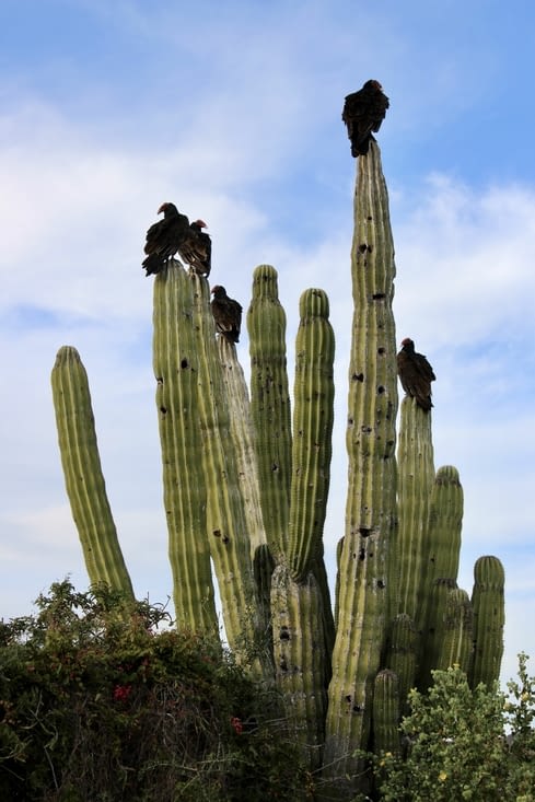 On a pas fini de voir des cactus !